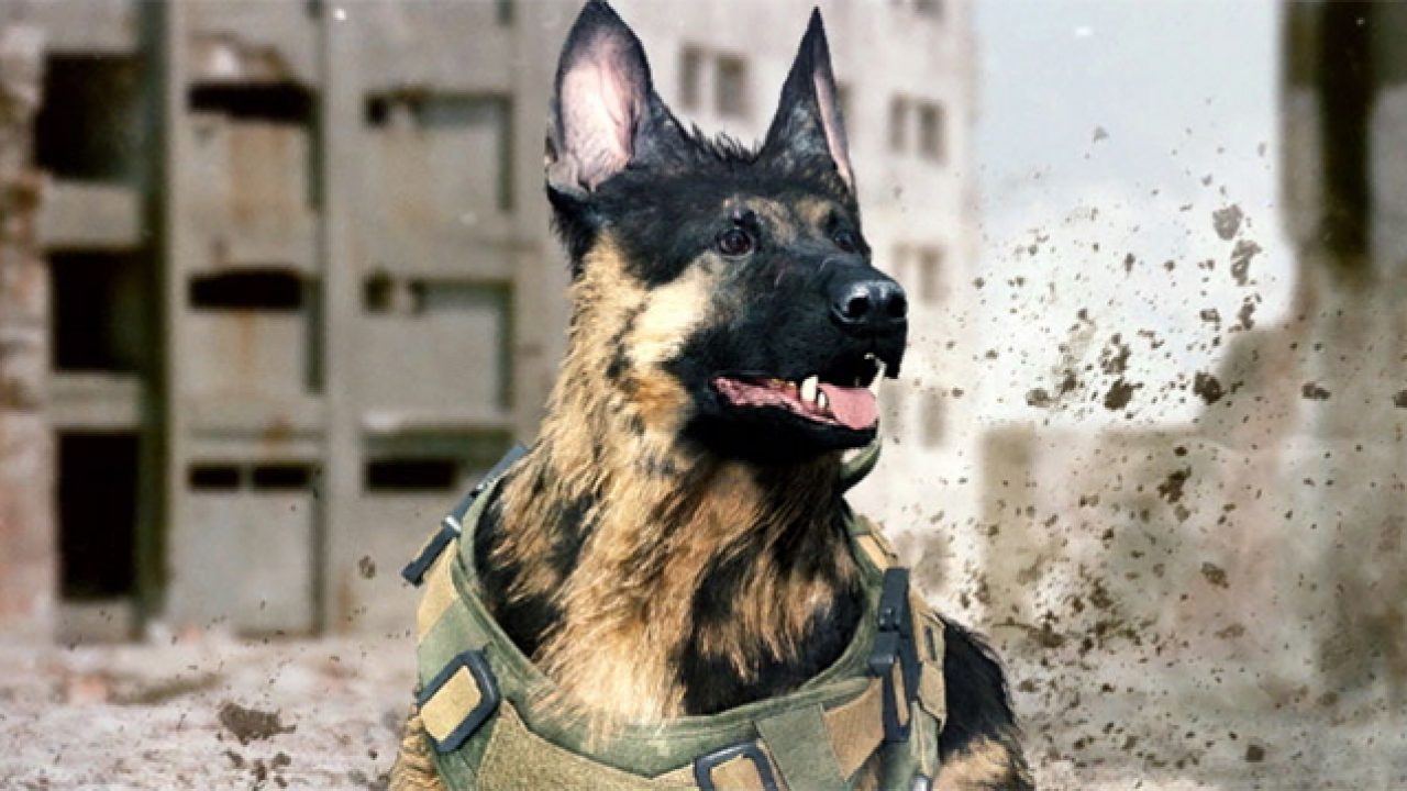 riley german shepherd dog cod call of duty modern warfare ghosts warzone