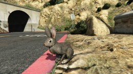Where to Find All 27 Peyote Plants in GTA V