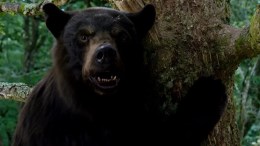Cocaine Bear Amazon Prime Video