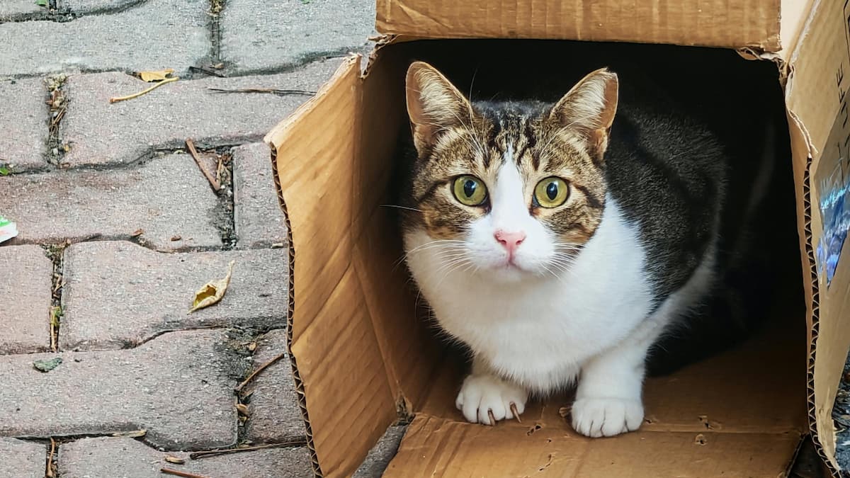 Cat in a Box