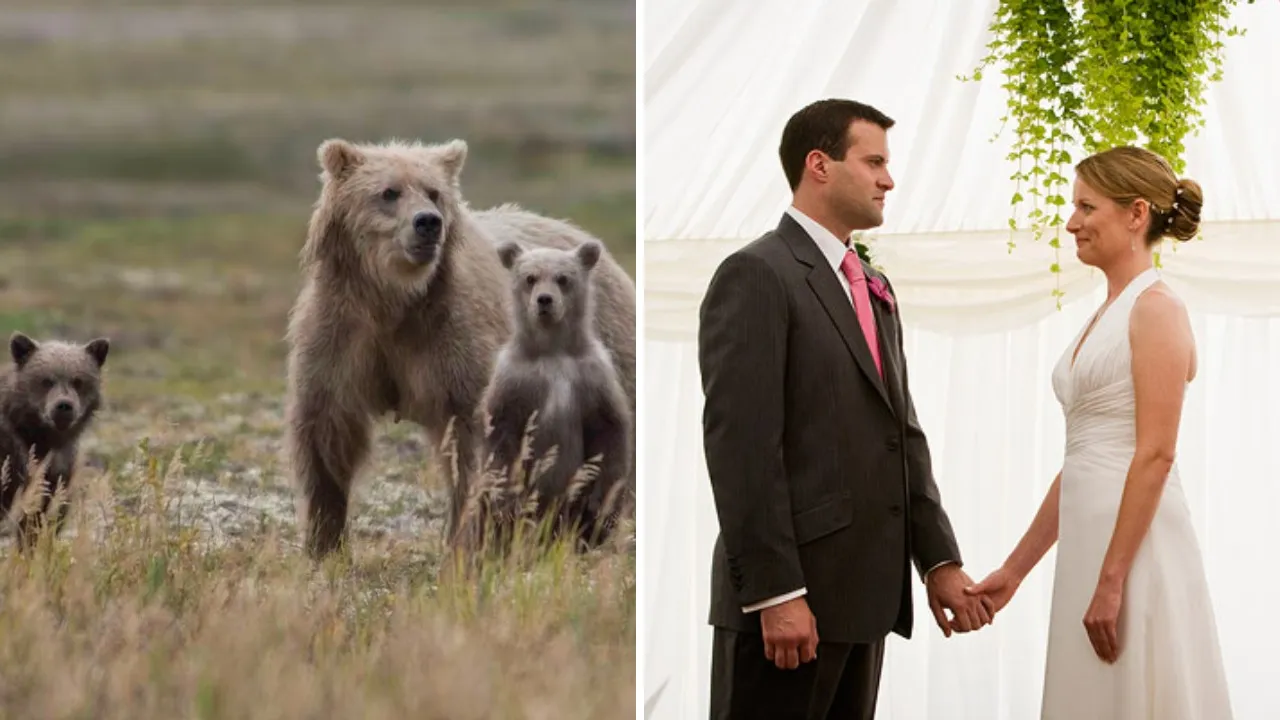 A Florida bride spots three bears behind her officiant 10 minutes into the ceremony, then interrupts her own wedding
